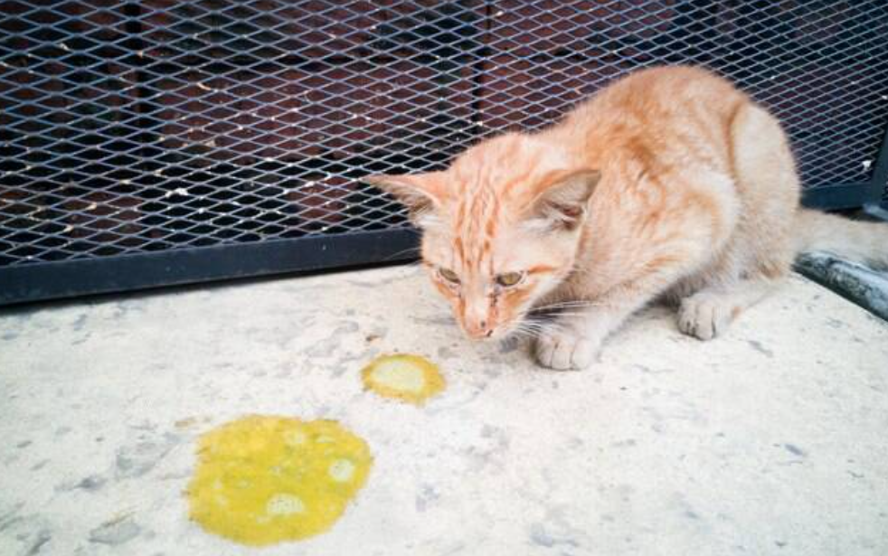 Entenda sinais de que seu pet engoliu um objeto estranho