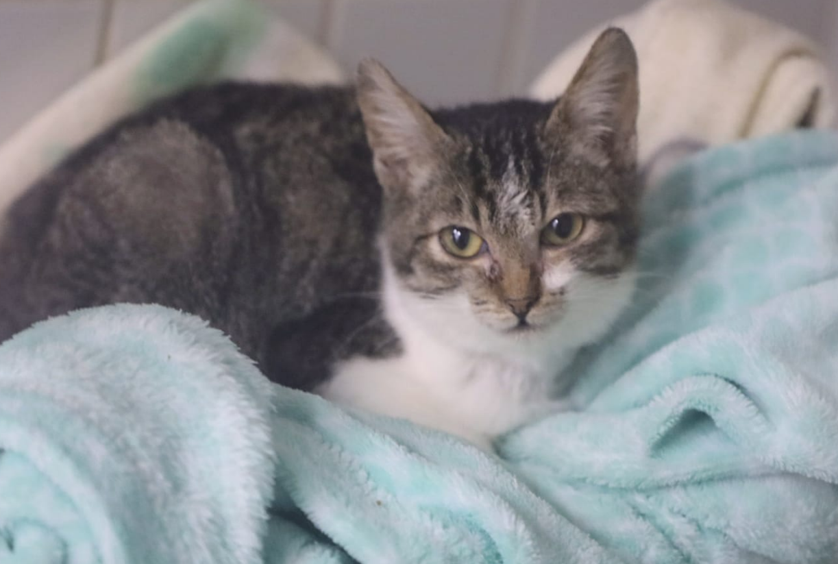 Hospital Veterinário de Santo André recebe Feira de Adoção de Animais