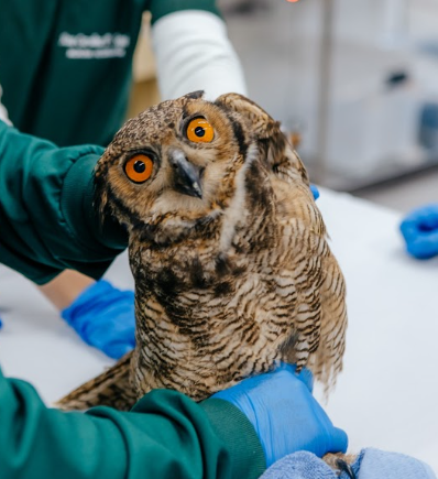 Zoo de São Bernardo recebe 376 animais em 2025 para cuidado e reinserção na natureza