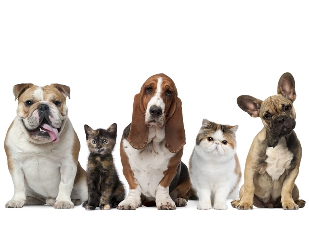 Nova lei em SP autoriza sepultamento de pets em túmulos de família