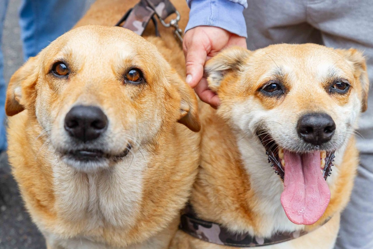 Campanha de castração de cães e gatos estará na Praça da Moça em Diadema até domingo dia 02